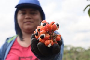 Imagem da notícia - Extensionistas do Idam recebem capacitação no cultivo do guaraná, em Manacapuru