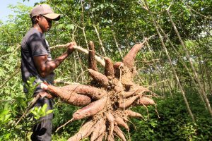 Imagem da notícia - Idam anuncia ‘Dias de Campo’ voltados à cultura da mandioca e piscicultura
