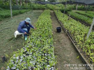 Imagem da notícia - Em Parintins, Idam prepara entrega de mudas de açaí e banana para produtores do Baixo Amazonas