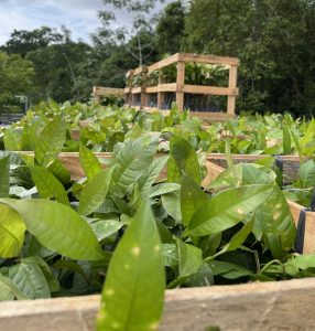 Imagem da notícia - Governo do Amazonas distribui mais de 50 mil mudas de castanheiras-do-Brasil para produtores rurais