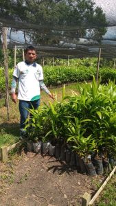 Imagem da notícia - Em Parintins, Idam pretende distribuir 14 mil mudas de açaí a agricultores familiares