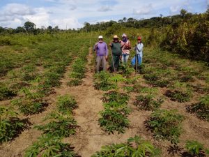 Imagem da notícia - Unidade de Referência Tecnológica da Mandioca beneficia produtores rurais no município de Tefé