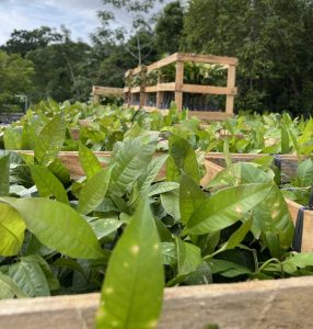 Imagem da notícia - Em Canutama, Idam inicia distribuição de mudas de castanheira 