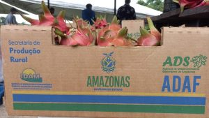 Imagem da notícia - Dia de Campo da Pitaya, em Manaus, atende a uma alta demanda por informações da nova cultura