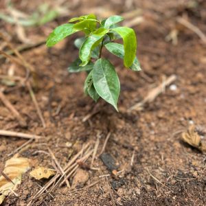 Imagem da notícia - Idam realiza atividades de restauração florestal em Canutama, com apoio do programa ‘Paisagens Sustentáveis da Amazônia’