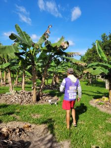 Imagem da notícia - Em Barreirinha, Idam leva extensão rural e capacitação a produtores em série de ações de assistência técnica