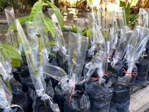 Imagem da notícia - Idam faz doação de kits de citrus e mudas de café na Expofest Itacoatiara 2023