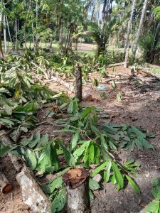 Imagem da notícia - Idam orienta agricultores familiares de Benjamin Constant sobre o controle da monilíase