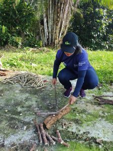 Imagem da notícia - Em Tabatinga, Idam investe no banco de sementes de mandioca, em parceria com Ifam
