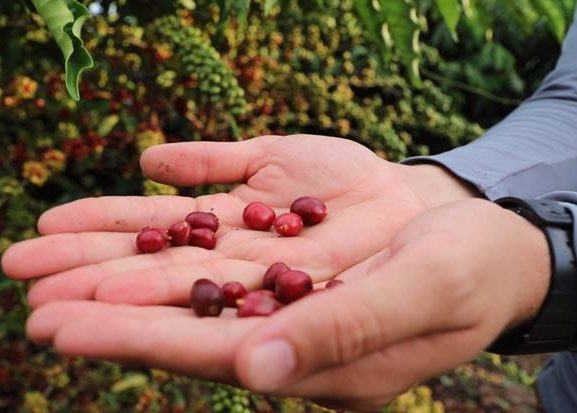Cafeicultura no Amazonas cresce mais de 340% com a introdução da variedade Robustas Amazô…
