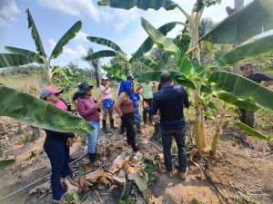 Imagem da notícia - No dia Mundial da Banana, Idam celebra produção de mais de 5,6 milhões de cachos do fruto no AM
