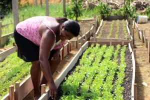 Imagem da notícia - Idam orienta agricultores familiares sobre medidas emergenciais para amenizar perdas agrícolas