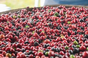 Imagem da notícia - No Dia Internacional do Café, Idam faz balanço sobre a expansão da cultura cafeeira no Amazonas