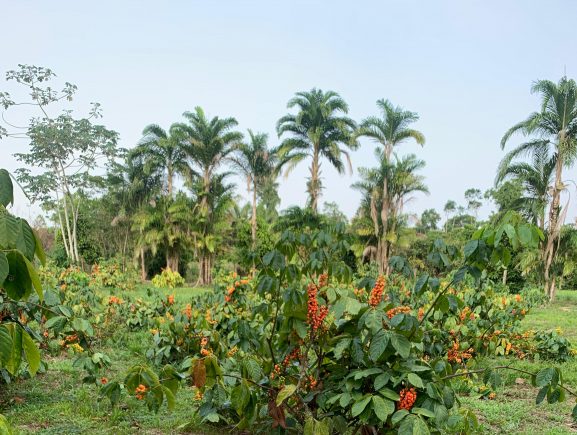 Açaí e guaraná recebem reconhecimento internacional, entrando para ranking de 100 melhore…