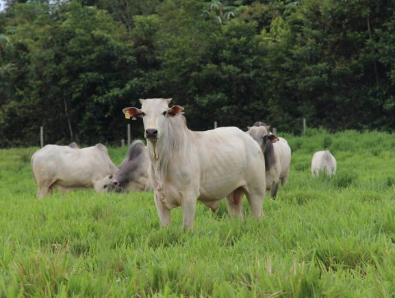 No Dia Nacional da Pecuária, Idam reforça compromisso de difundir práticas sustentáveis 