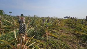 Imagem da notícia - Itacoatiara: Novo Remanso terá Unidade Demonstrativa do Abacaxi em 2024