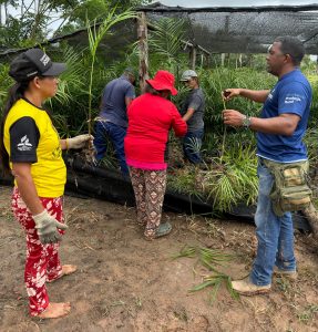 Imagem da notícia - Em Autazes, Idam garante 1,3 mil mudas de açaí para produtores locais