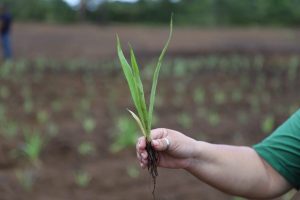 Imagem da notícia - Projeto-piloto Curauá: Idam será o responsável pela extensão rural direcionada a produtores da fibra