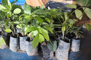 Imagem da notícia - Idam recebe mudas que serão cultivadas em Unidade Demonstrativa (UD) do Guaraná
