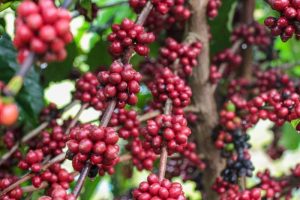 Imagem da notícia - Produção de café no Amazonas deve atingir a marca de 2,2 mil toneladas em 2025, segundo o Idam