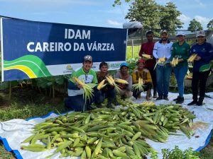 Imagem da notícia - Idam atua na colheita de 696 quilos de milho em Careiro da Várzea