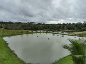 Imagem da notícia - Dia Nacional da Aquicultura: Idam destaca importância da atividade para o Amazonas 