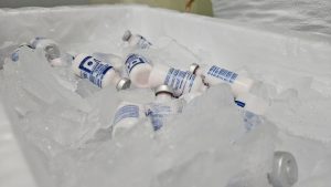 Imagem da notícia - Idam envia primeira remessa de vacinas contra febre aftosa a seis municípios amazonenses