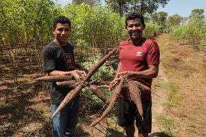 Imagem da notícia - No Dia da Mandioca, Idam ressalta importância da cultura para agricultura familiar local