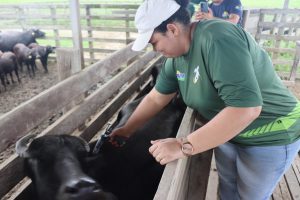 Imagem da notícia - Idam alerta sobre o fim do prazo para vacinação contra febre aftosa no estado