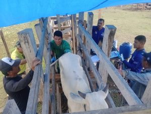 Imagem da notícia - Idam apoia Programa de Melhoramento Genético de Bovinos em Tonantins