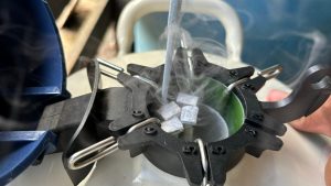 Imagem da notícia - Em Manacapuru, Idam auxilia na inseminação artificial de 20 bovinos