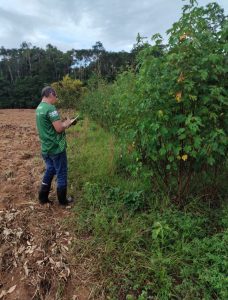 Imagem da notícia - Manacapuru: Idam retoma atividades em Unidade Demonstrativa de produção de sementes de malva
