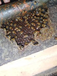 Imagem da notícia - Idam participa de 1ª Jornada Agroecológica da Meliponicultura do Amazonas