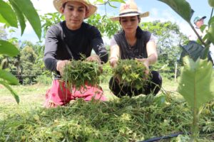 Imagem da notícia - Estiagem:  Idam recomenda cobertura do solo para minimizar perdas de produção agrícola