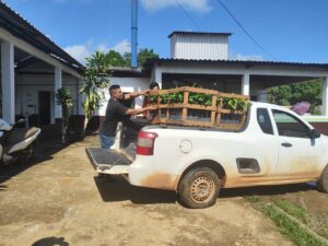 Imagem da notícia - Idam distribui 2,5 mil mudas de castanha a agricultores familiares de Beruri