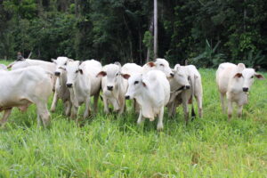 Imagem da notícia - No Dia do Pecuarista, Idam reforça assistência a quase 14 mil pecuaristas no Amazonas