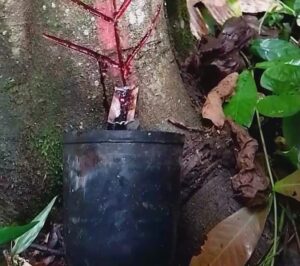 Imagem da notícia - Sangue de dragão: Idam acompanha e capacita extrativistas envolvidos na extração da resina