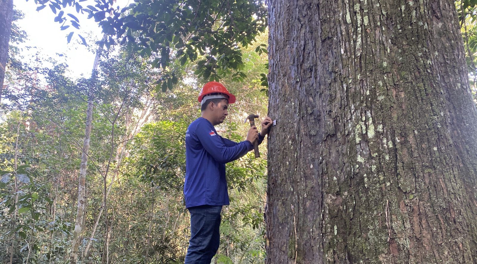 Imagem da notícia - Idam vai elaborar plano de manejo florestal na RDS Piagaçu-Purus