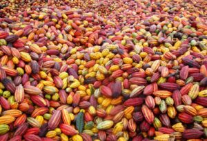 Imagem da notícia - Idam destaca distribuição de 700 mil mudas de cacau para fomento do setor primário do Amazonas