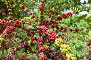 Imagem da notícia - Em Iranduba, Idam promove curso sobre “Tecnologias para o cultivo de café Robustas Amazônicos”