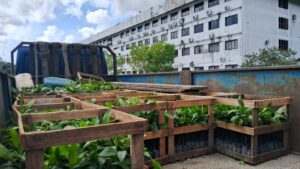 Imagem da notícia - Idam entrega 2,7 mil mudas de castanha-do-Brasil para Unidade Local de Manacapuru