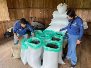 Imagem da notícia - Europa vai receber 1,2 tonelada de amêndoa de cacau produzida por extrativistas assistidos pelo Idam