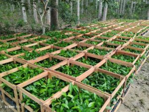 Idam distribui mais de 39 mil mudas de castanheira para agricultores familiares