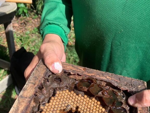 Em Urucará, Idam divulga boas práticas na meliponicultura