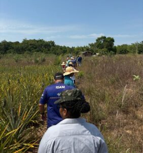 Imagem da notícia - Idam promove a cultura do abacaxi em Humaitá com curso de boas práticas e projetos de capacitação