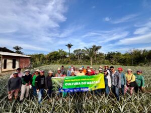 Imagem da notícia - Em Barreirinha, Unidade Demonstrativa possibilita o crescimento da cultura do Abacaxi com capacitações e produção de mudas