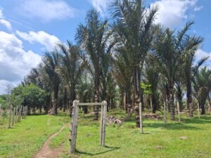 Imagem da notícia - Idam leva assistência técnica a comunidades afastadas de São Sebastião do Uatumã 