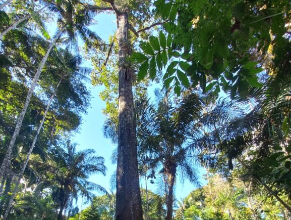 Idam já capacitou 272 extrativistas como parte do projeto Paisagens Sustentáveis da Amazônia em 2025