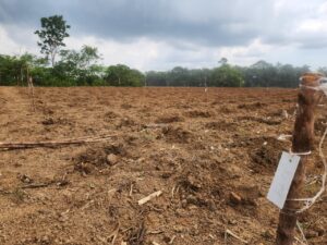Imagem da notícia - Em Manaquiri, Idam realiza a implantação de uma Unidade de Observação para a pesquisa de boas práticas na cultura da mandioca