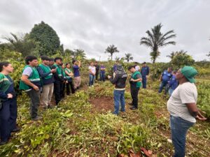 Imagem da notícia - Idam realiza capacitação em boas práticas na cultura do guaraná, em Coari